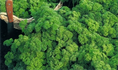 Picture of Parsley Bravour